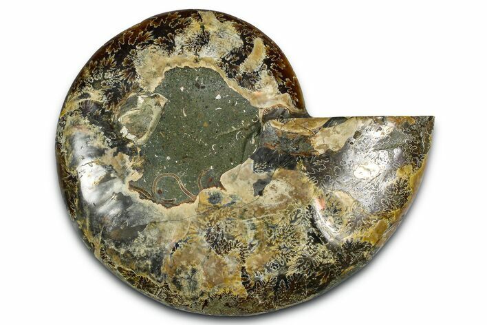 Cut & Polished Ammonite Fossil (Half) - Madagascar #364885
